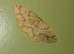 Periclina