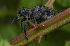 Aegorhinus superciliosus