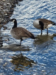 Branta canadensis