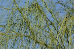Parkinsonia aculeata