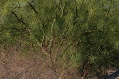 Parkinsonia aculeata