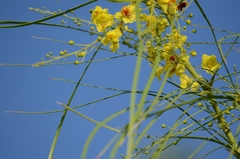 Parkinsonia aculeata