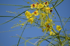 Parkinsonia aculeata