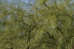 Parkinsonia aculeata
