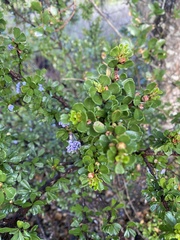 Ceanothus rigidus