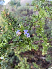 Ceanothus rigidus