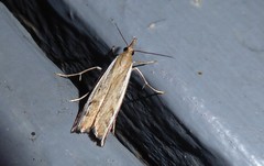 Orocrambus flexuosellus