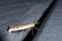 Orocrambus flexuosellus