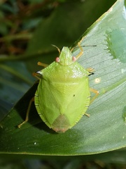 Chlorocoris isthmus