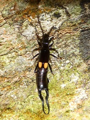 Spongiphora buprestoides