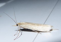 Orocrambus angustipennis