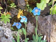 Meconopsis