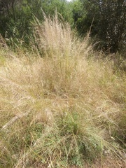 Austrostipa oligostachya