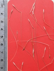 Austrostipa oligostachya