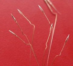 Austrostipa oligostachya