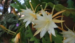 Disocactus anguliger