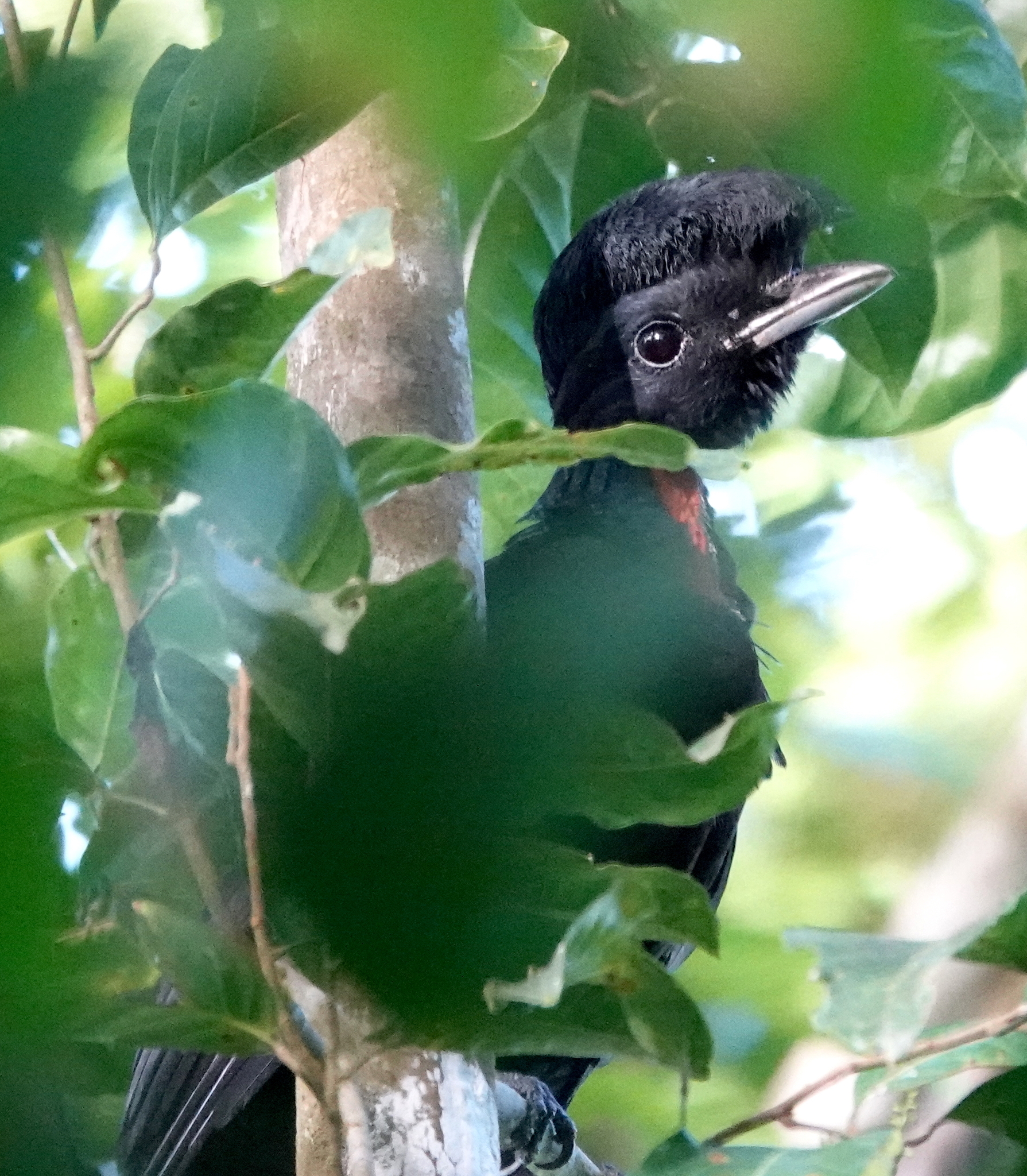 Bare-necked Umbrellabird (Cephalopterus glabricollis), photo 3