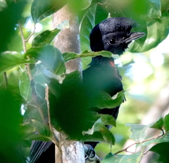 Cephalopterus glabricollis