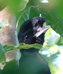 Cephalopterus glabricollis