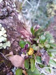 Stelis ornata