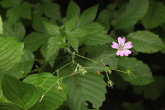 Geranium gracile