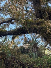 Tillandsia utriculata
