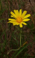 Microseris lanceolata