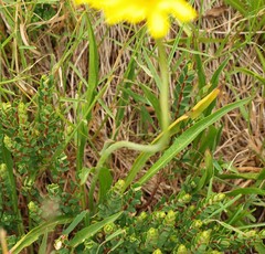 Microseris lanceolata