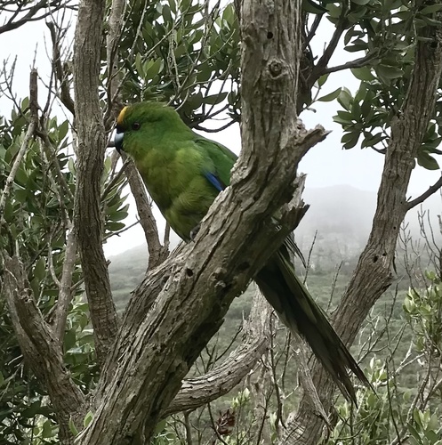 Chatham Islands Parakeet (Cyanoramphus forbesi)