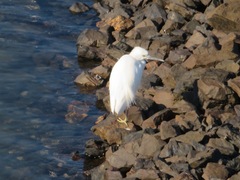 Egretta garzetta