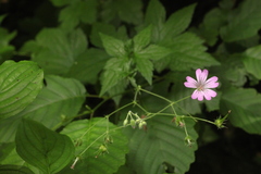 Geranium gracile