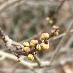 Lindera subcoriacea