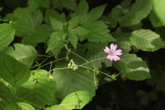 Geranium gracile