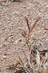 Phacelia crenulata crenulata