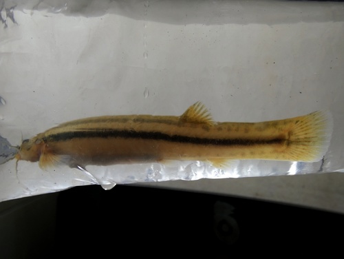 Striped pencil catfish (Trichomycterus striatus) — Trichomycteridae — 2