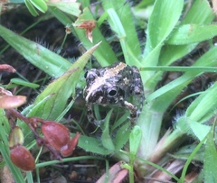 Sphaerotheca breviceps