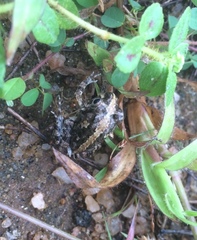 Sphaerotheca breviceps