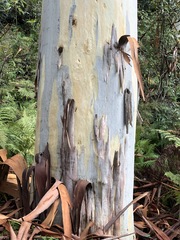 Eucalyptus deanei
