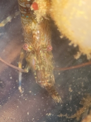 Heptacarpus palpator