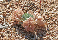 Physaria chambersii