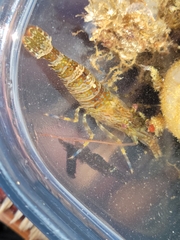 Heptacarpus palpator