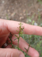 Lepidium bonariense