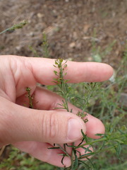 Lepidium bonariense