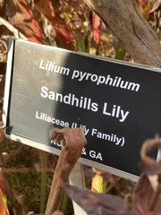Lilium pyrophilum