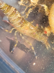 Heptacarpus palpator