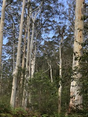 Eucalyptus deanei