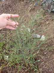 Lepidium bonariense