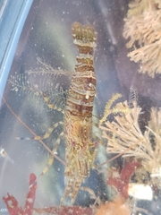 Heptacarpus palpator