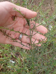 Lepidium bonariense