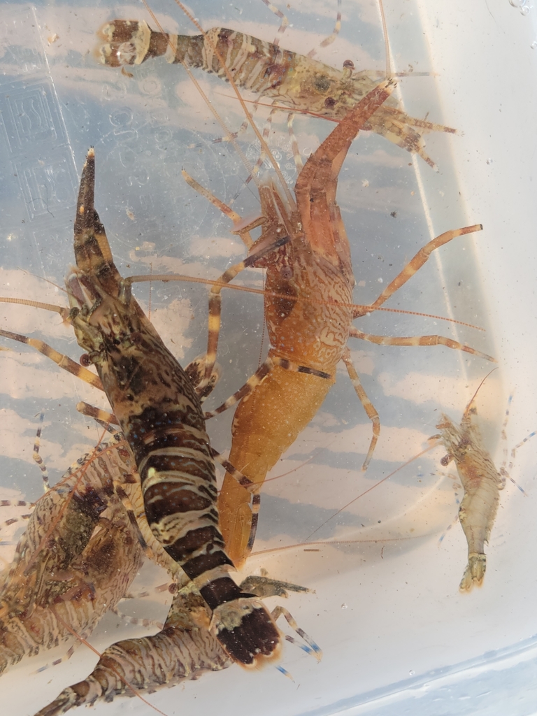 intertidal coastal shrimp